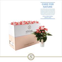 Anthurium Pink Champion in ecobox