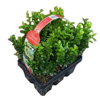 Buxus sempervirens 6-PACKS XL Piece × 12 - £ 8.43 Shelf £ 8.16 Trolley