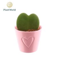 Hoya kerrii 1pp in Boston ceramic pink