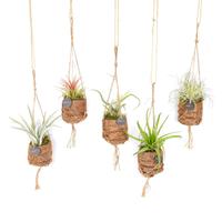 Kokodama Birdnest Tillandsia varieties