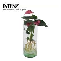 Anthurium in Cylinder glass