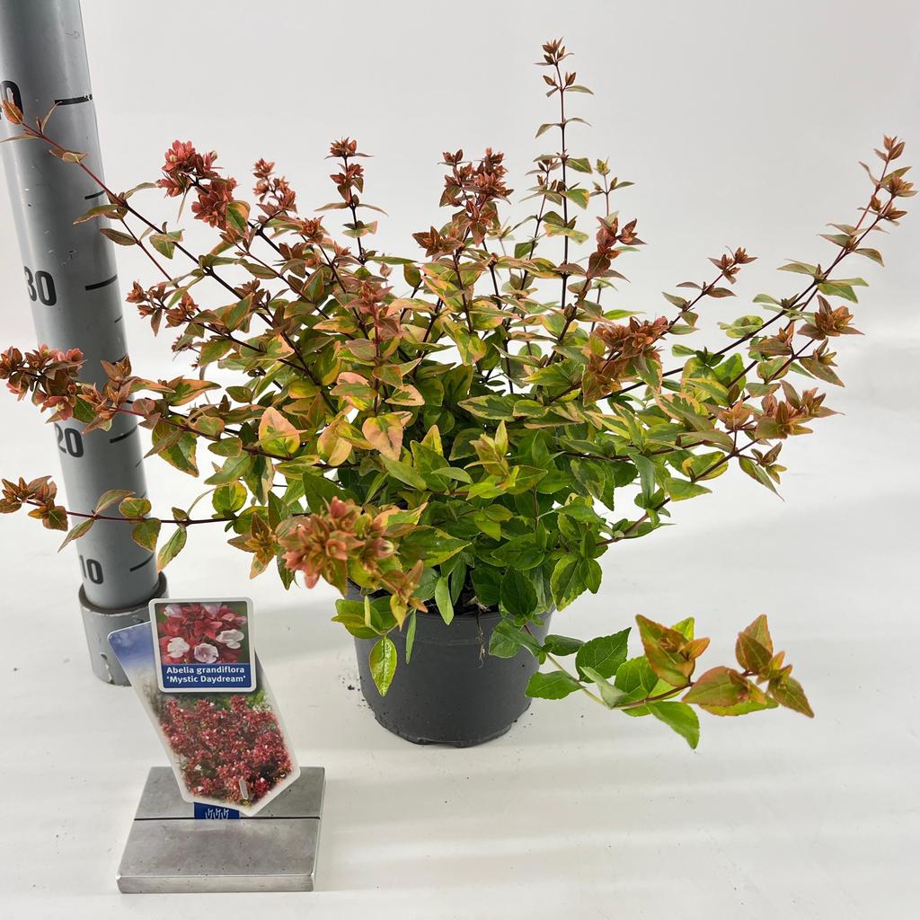 Billede af Abelia gra. Mystic Daydream P17 (2 Ltr)