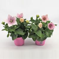 Platycodon Pink