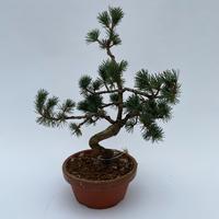 Bonsai Pinus parviflora (outdoor) - TERRACOTTA-16-CM-BOWL Piece × 6 - £ 47.33 Shelf £ 46.54 Trolley