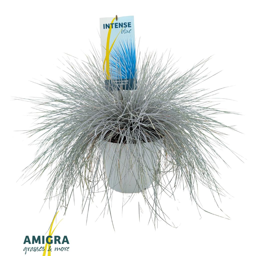 Picture of Festuca glauca Intense Blue® P23 (5 Ltr)