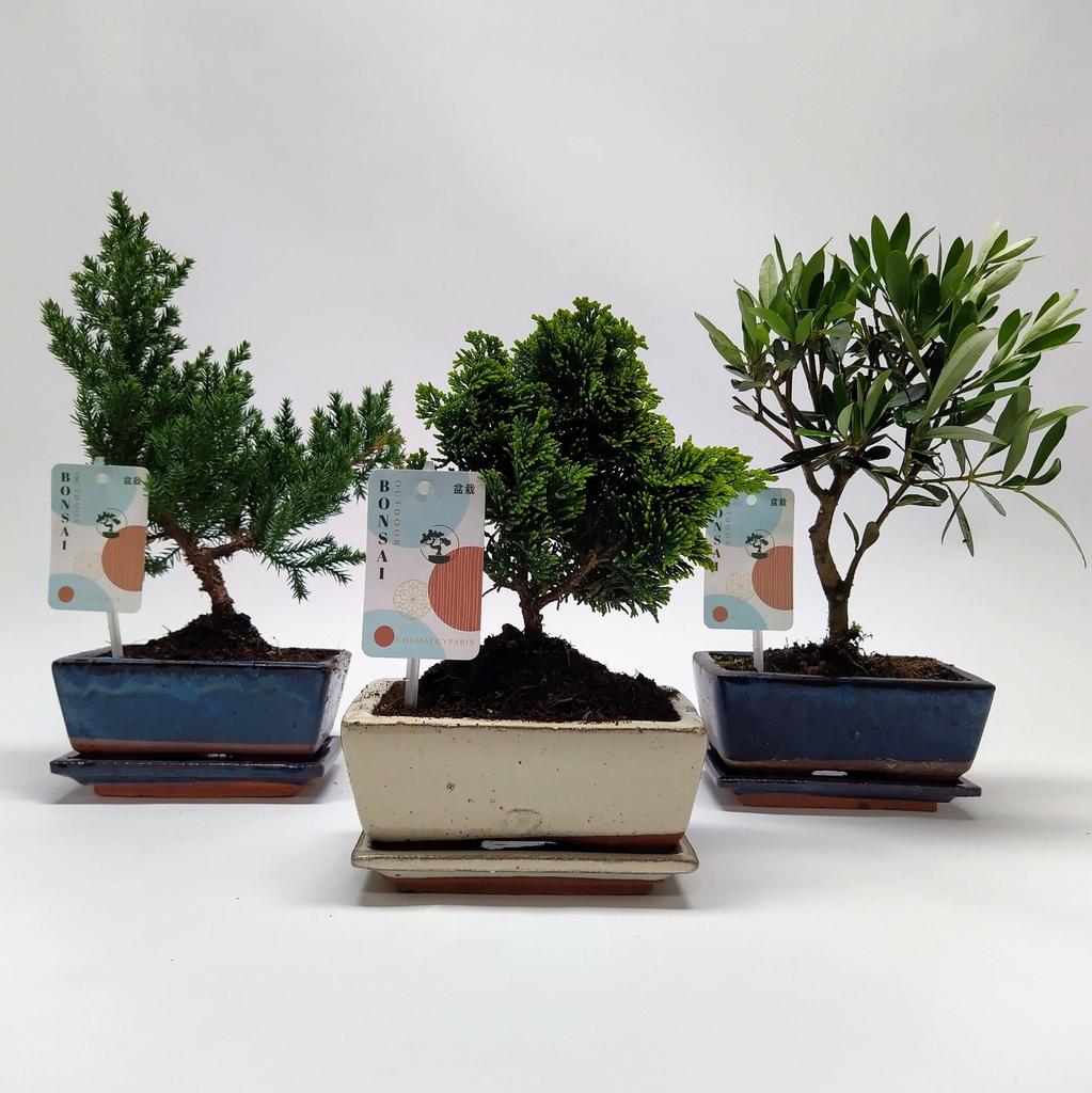 Obrazek Bonsai in varieties Mediterranean (outdoor) CERAMIC-15-CM-BOWL