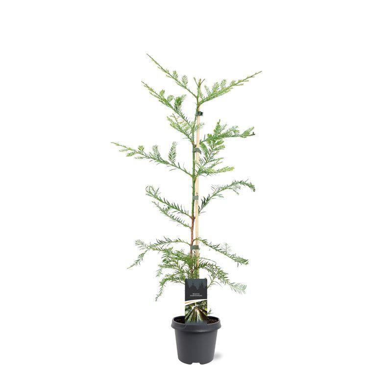 Picture of Sequoia sempervirens P23 (5 Ltr)