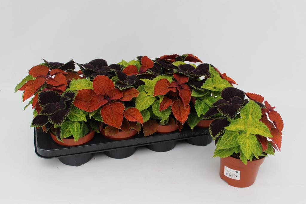 Picture of Coleus Tricolor Mainstreet (Plectranthus) P13 20CM