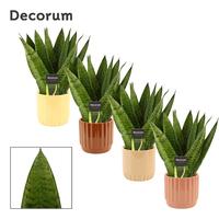 Sansevieria Zeylanica Fan in Liam (Coffee blend-collection