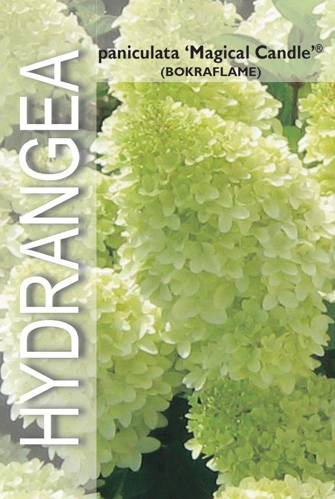 Picture of Hydrangea pan. Magical Candle P19 (3 Ltr)