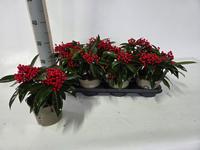 Skimmia jap. reevesiana