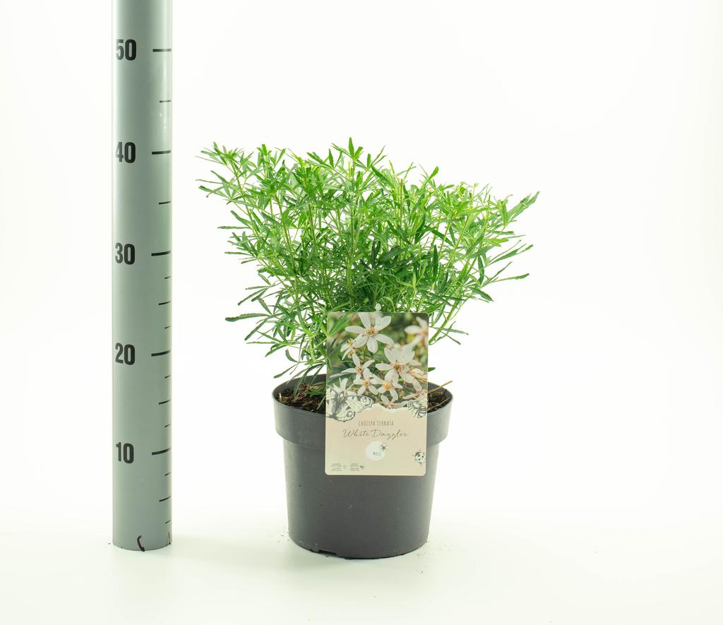Picture of Choisya tern. White Dazzler P19 (3 Ltr)