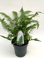 Dryopteris atrata