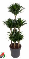 Dracaena compacta 90-carrousel