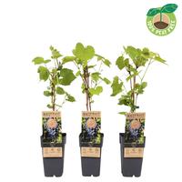 Vitis vin. Zilga (extra winterhard)