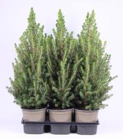 Picea glauca December