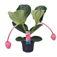 Medinilla Magnifica Flamenco 2 etage 2 buds