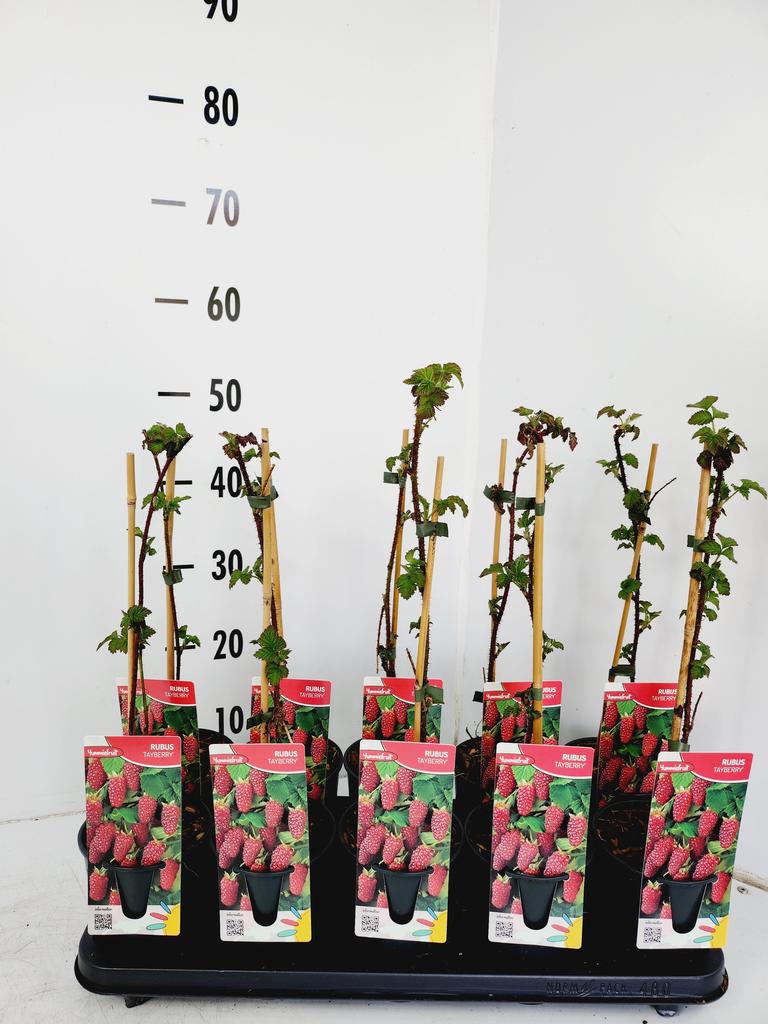 Picture of Rubus Tayberry P12 2-STICK