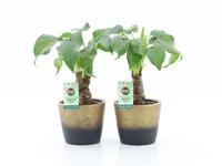 Alocasia Cucullata stem in Lunar ceramic