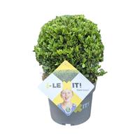 Ilex cr. Dark Green