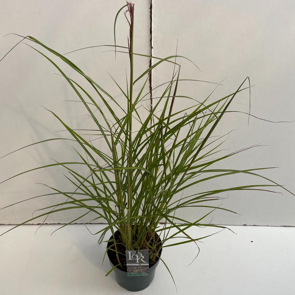 Picture of Miscanthus Ferner Osten P19 (3 Ltr)