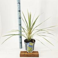Cordyline aus. Torbay Dazzler