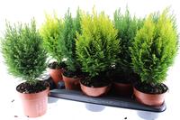 Conifers in varieties