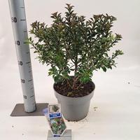 Ilex mes. Gentle