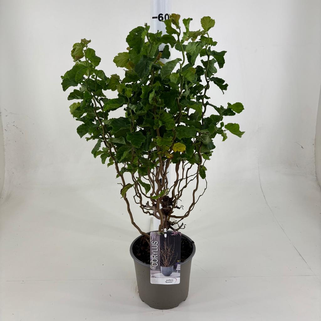 Picture of Corylus ave. Scooter P19 (3 Ltr)