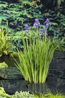 Iris sibirica