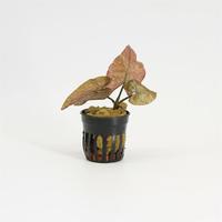 Nympaea lotus rood
