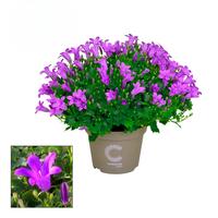 Campanula Porto Longlife.