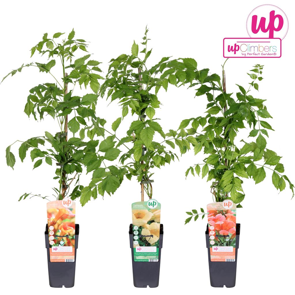 Obrazek Campsis in varieties (grafted) P15