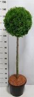 Thuja occ. Smaragd