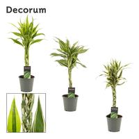 Dracaena Sanderiana braided stem in varieties
