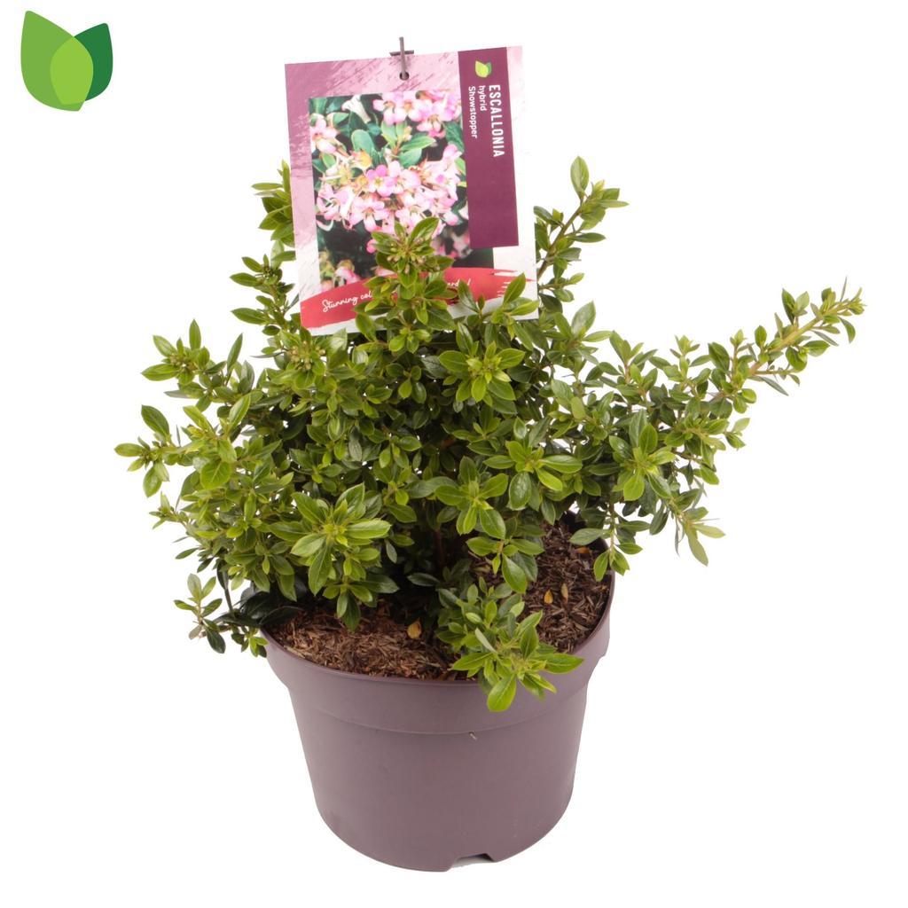 Picture of Escallonia laevis Showstopper P19 (3 Ltr)