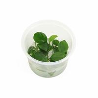 Anubias nangi CUP 5cm Tray 3 × 100 £ 3.22 (Tray) £ 3.18 Shelf £ 3.17 Trolley Tray £ 3.22 × 3 (0.2%)