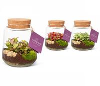 Wardians Terrarium - Mercurius medium