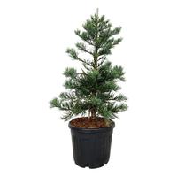 Sequoiadendron gig. Glaucum