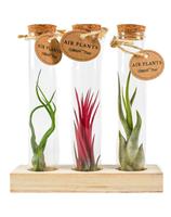 Tillandsia glas cork tube small set SET 15CM Tray 8 × 12 £ 6.05 (Tray) £ 5.97 Shelf £ 5.95 Trolley Tray £ 6.05 × 8 (0.8%)