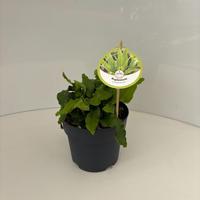 Asplenium scolopendrium
