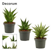 Sansevieria Crown Mix