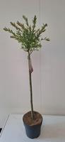 Salix int. Flamingo