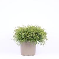 Chamaecyparis pis. Filifera Nana