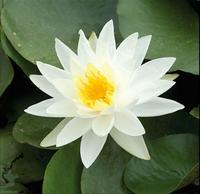 Nymphaea White - 40cm basket