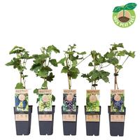 Vitis vin. in varieties