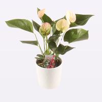 Anthurium Perito Pearl in ceramic Fien.