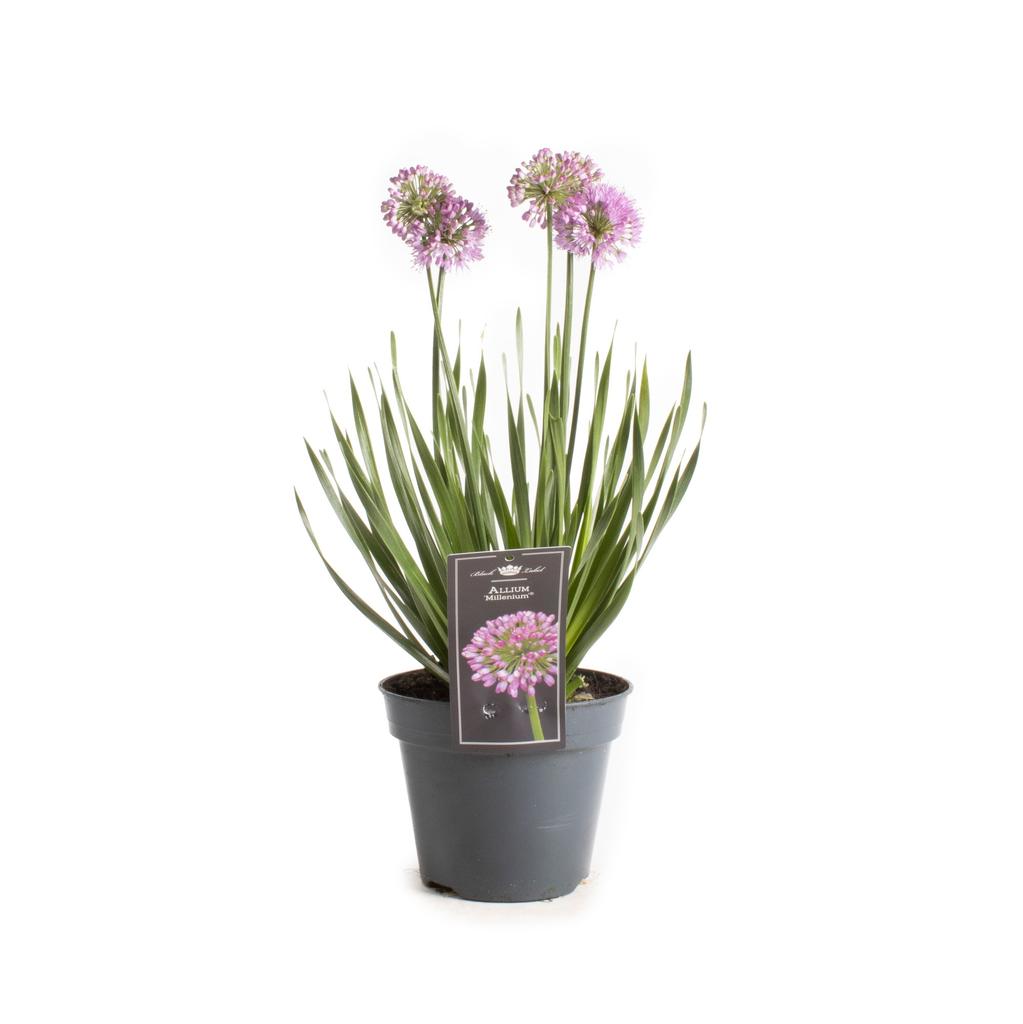 Picture of Allium Millenium P17 (2 Ltr)