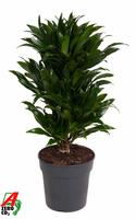 Dracaena compacta branched