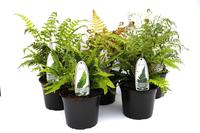 Ferns in varieties - outdoor